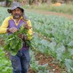 GDF investe R$ 23 milhões em produtos da agricultura familiar para merenda