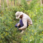 Plano diretor terá oficina para produtor rural