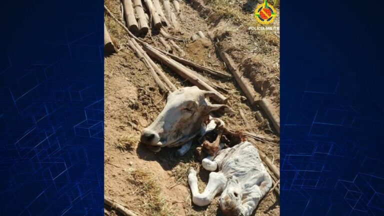 Homem é preso após matar boi para vender carne no DF