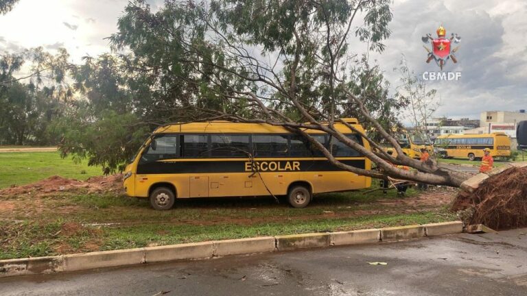 Árvore cai sobre ônibus escolar no momento o ônibus estava a penas o motorista